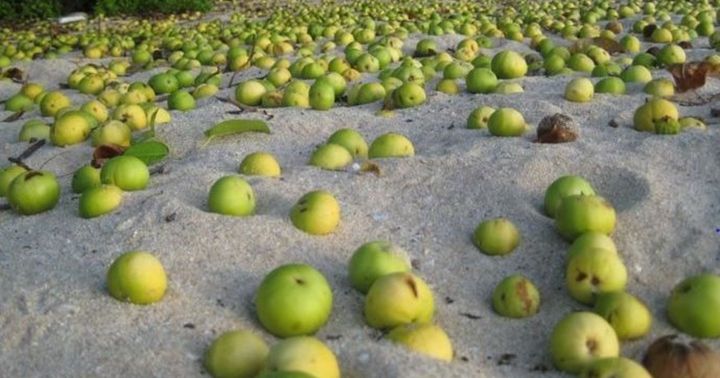 I Took a Bite from the Apple of Death