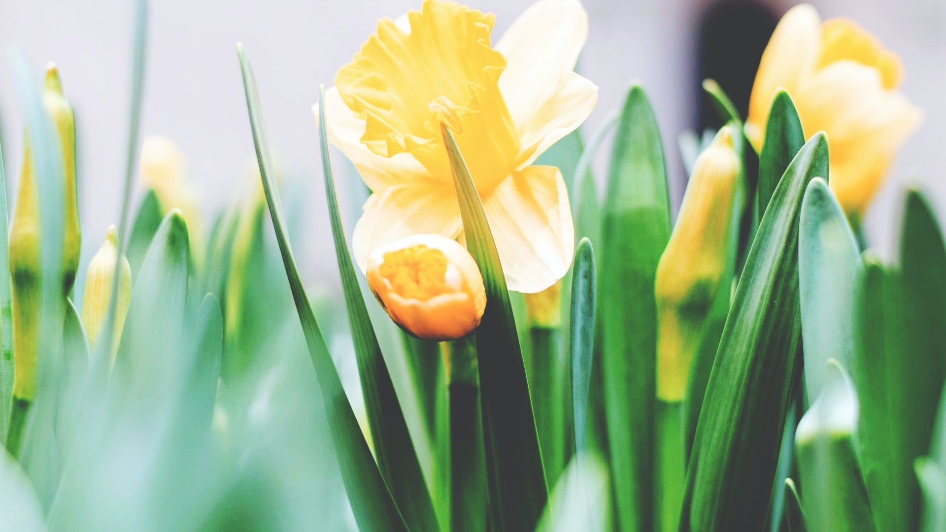 a picture of yellow tulips