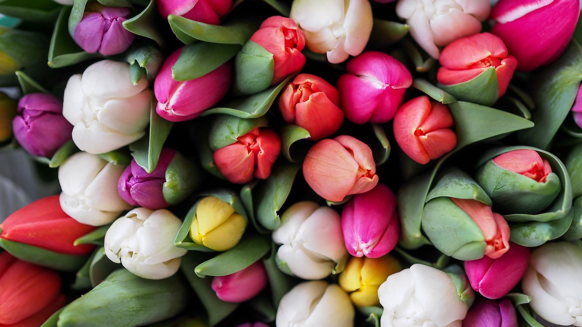 a bunch of yellow, purple, and white tulips 