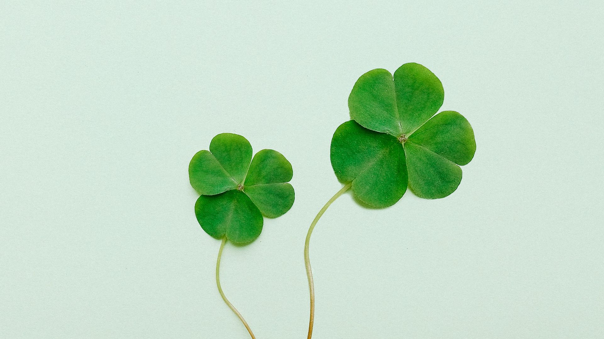 a light green background with two shamrocks
