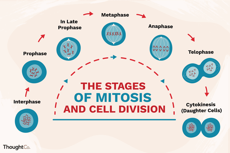 Make a Stop Motion Video to Illustrate Mitosis in Science Class